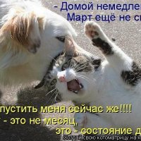 котик