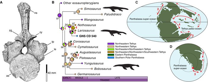 Nothosaurus from new zealand 3 703