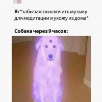 Собака просветляка