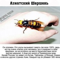 Азиатский шершень