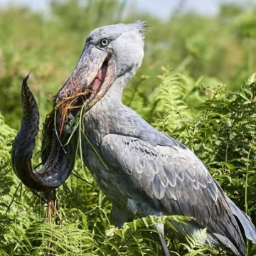 Balaeniceps bird image four-750x750