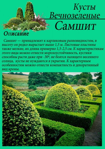 Самшит