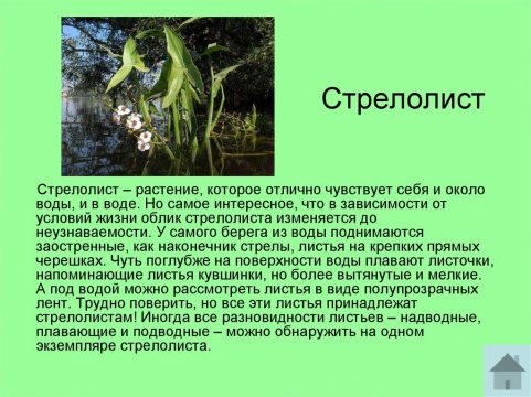 Стрелолист