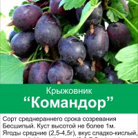 Командор