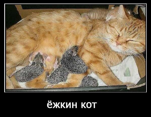 Ëжкин кот