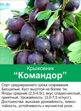 Командор