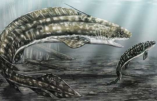 orthacanthus