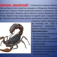 Скорпион крымский