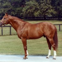 Secretariat at stud