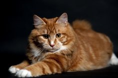 Cats-Glance-Ginger-color-Fluffy