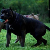 Black-pitbull