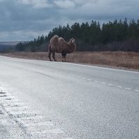 Верблюд на трассе