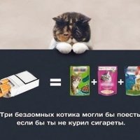 Котики лучше сигарет