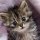 depositphotos 13267012-stock-photo-kitten