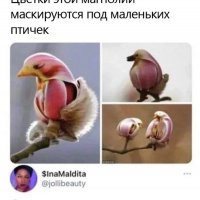 Цветок магнолии