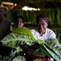 UrodRu20180307cuba-tobacco-workers 2