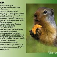 Сурки