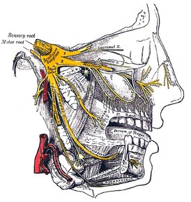 px-Gray778 Trigeminal