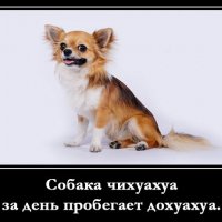 пробег чиху хуа