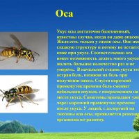 Оса