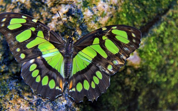 Green-Butterfly-2560x1600