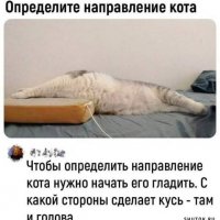 Направление кота