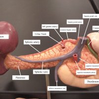 Строение селезенки и поджелудочной железы