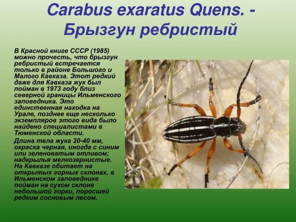 Carabus-exaratus-quens