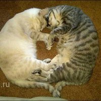 Cats-cats-cats-024