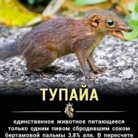 Тупая