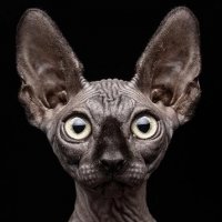 sphynx cats 10