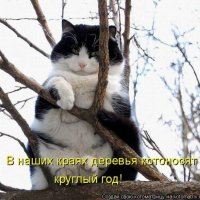 Деревья котоносят круглый год