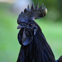 Cemani closeup