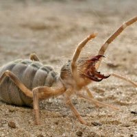 solifugae 78