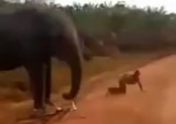 06092020-elephant-attacks-1