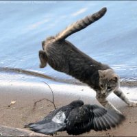 Cat-vs-pigeon-01