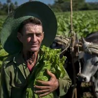 UrodRu20180307cuba-tobacco-workers 1