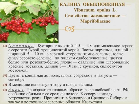 Калина обыкновенная