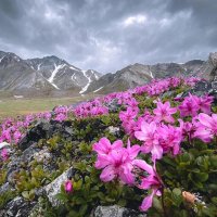 Цветение рододендрона на Чукотке