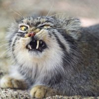 manul-koshka-klyki-tambako-the