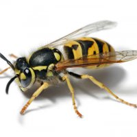 Wasp-or-hornet