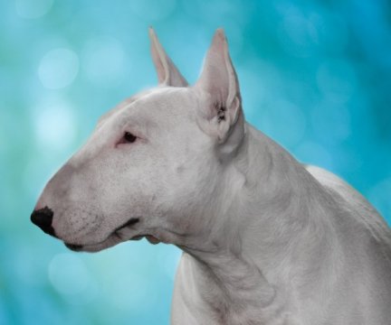 BULL TERRIER Agosto 2010-600x500