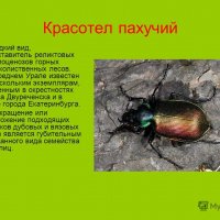 Красотел пахучий