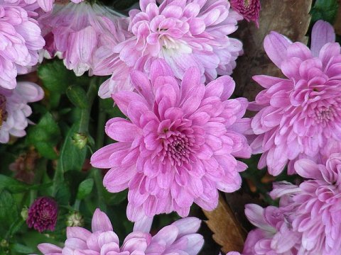 Korea-Chrysanthemum-01