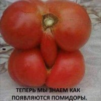 КАК ПОЯВЛЯЮТСЯ ПОМИДОРЫ