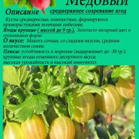 Крыжовник Медовый