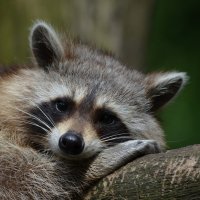 raccoon-365366 1920