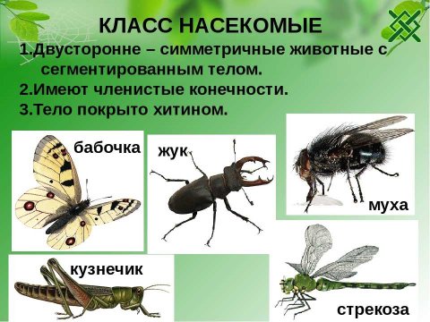 Класс насекомые