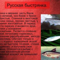 Русская быстрянка