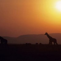 11masai-mara